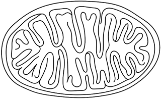 CoQ10 mitochondria icon