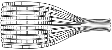 Creatine muscle fiber icon