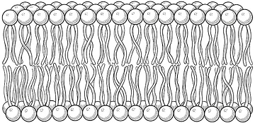 Omega 3 cell membrane icon